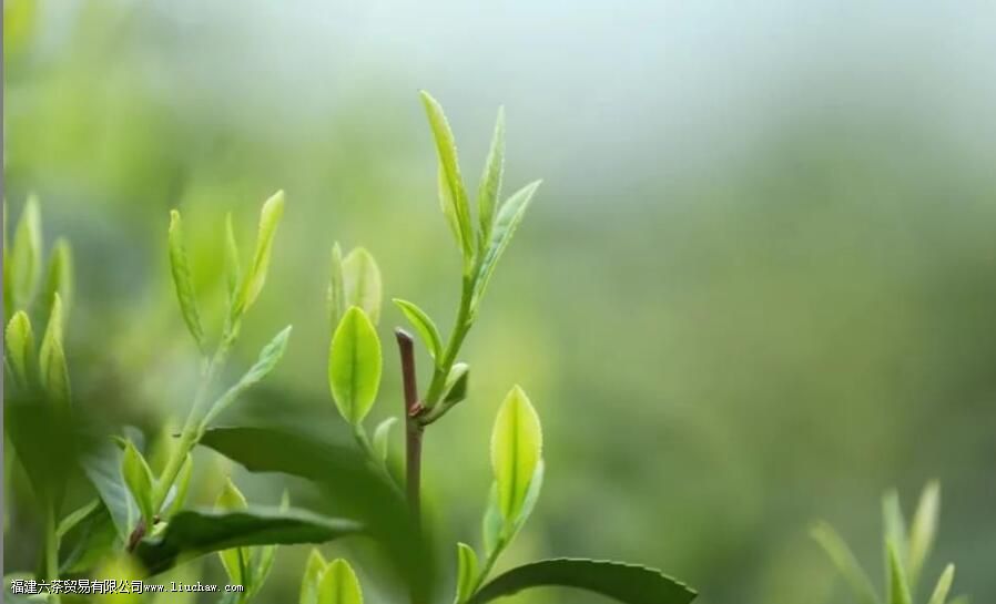 �Ȳ����ŵ����֪ʶ