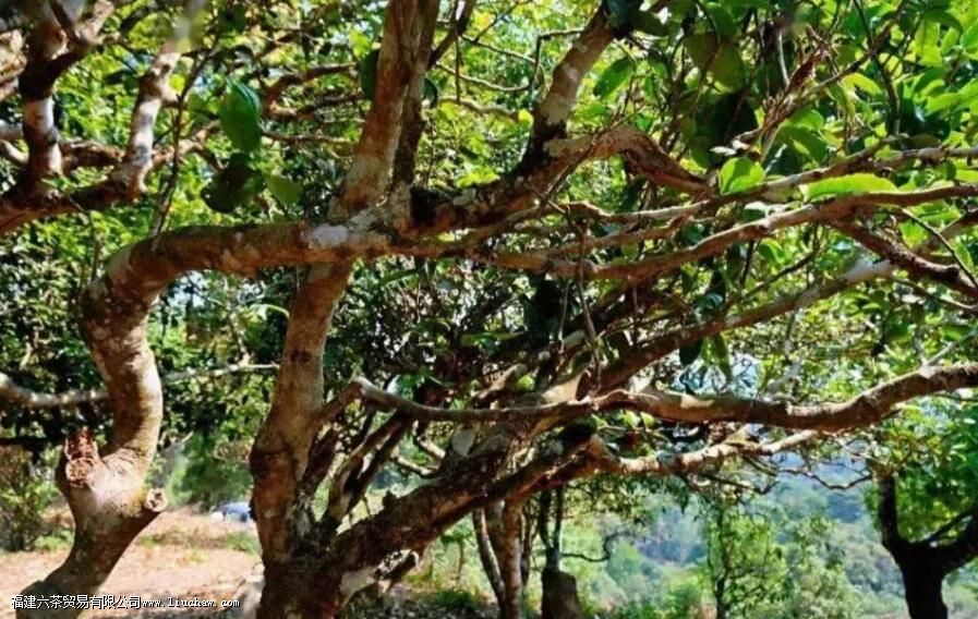 贺开茶山有哪些名茶 贺开茶山有哪些名茶