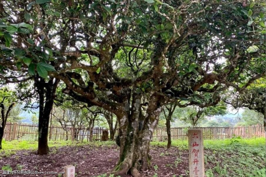 贺开古树茶的口感特点 贺开古树茶的口感特点