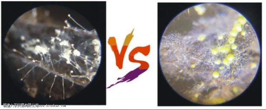 �ڲ�Ľ���ʲô ���ܷ��жϺڲ�ĺû�