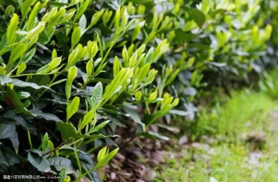 �����Ҷ����������