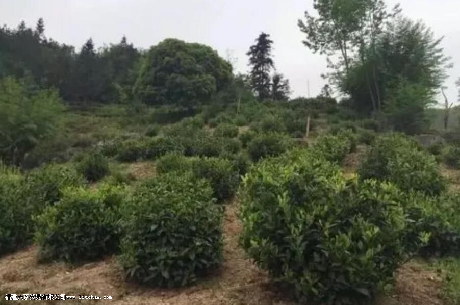 �����Ҷ����������