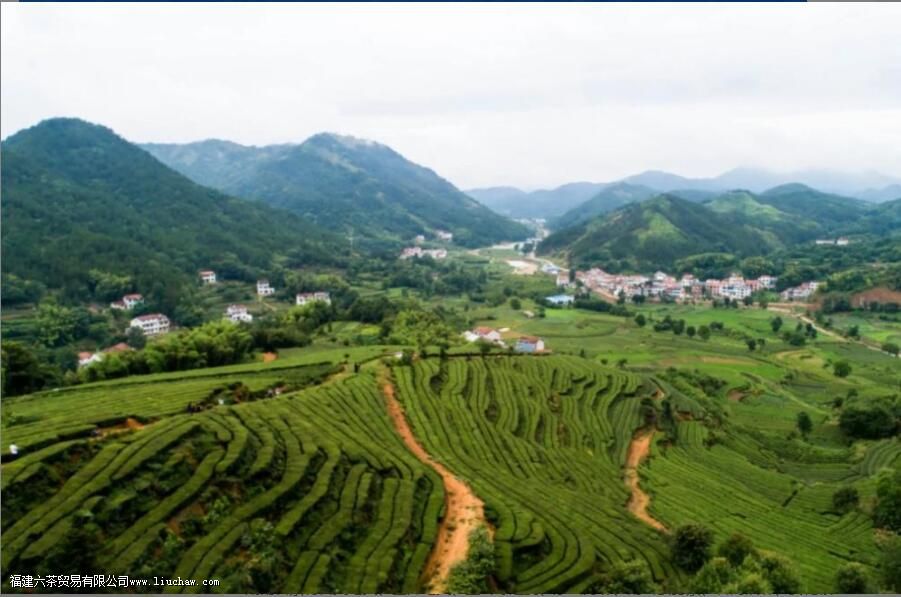 �����Ĳ�Ҷ����Щ