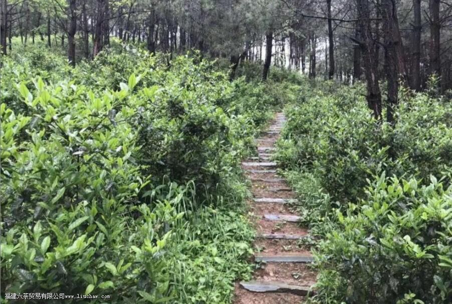 湖红一号是什么茶 湖红一号是什么茶