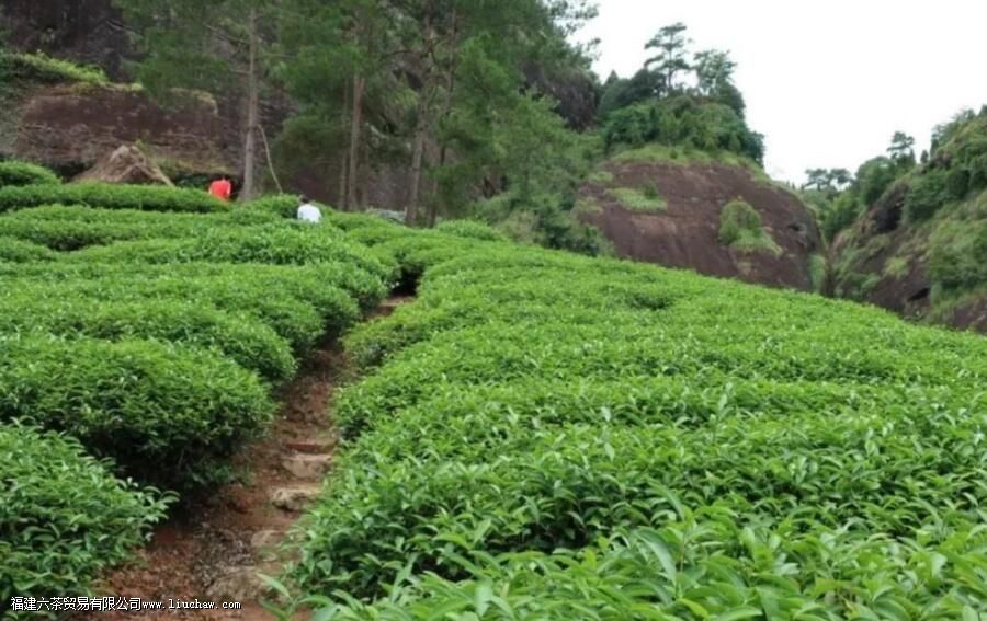 虎肉指的是什么茶有什么特点 虎肉指的是什么茶有什么特点
