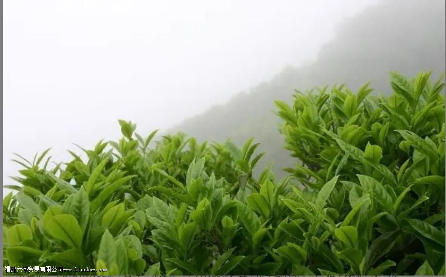 ����ɽ��������ʲô��