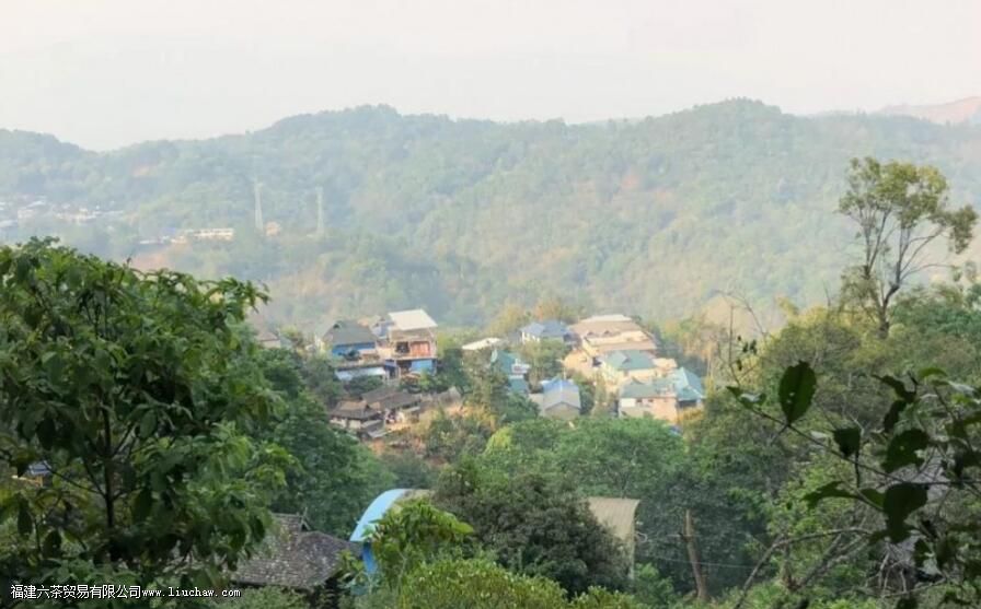 滑竹梁子古树茶的口感与特点 滑竹梁子古树茶的口感与特点