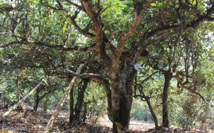 滑竹梁子古树茶的口感与特点 滑竹梁子古树茶的口感与特点