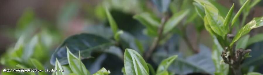 滑竹梁子古树茶的口感与特点 滑竹梁子古树茶的口感与特点