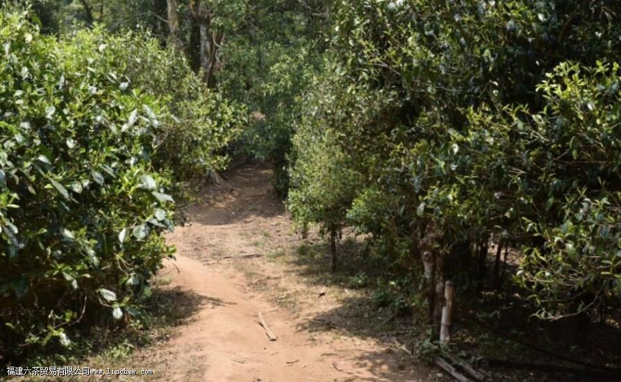 滑竹梁子古树茶的口感与特点 滑竹梁子古树茶的口感与特点