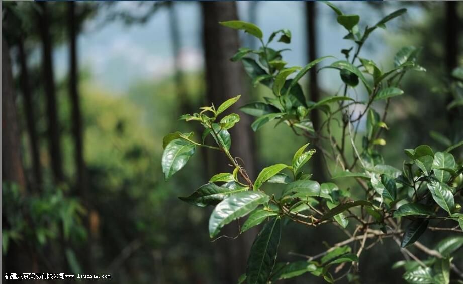 �����������������ɽ��