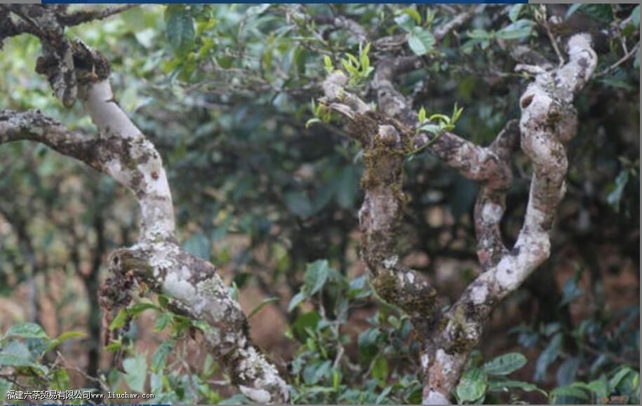 �����������������ɽ��