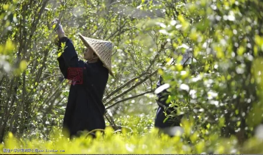 ��Ұ������Щ�ŵ�