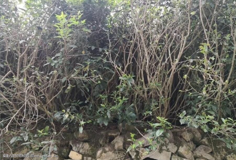 ��Ұĵ��������ص�