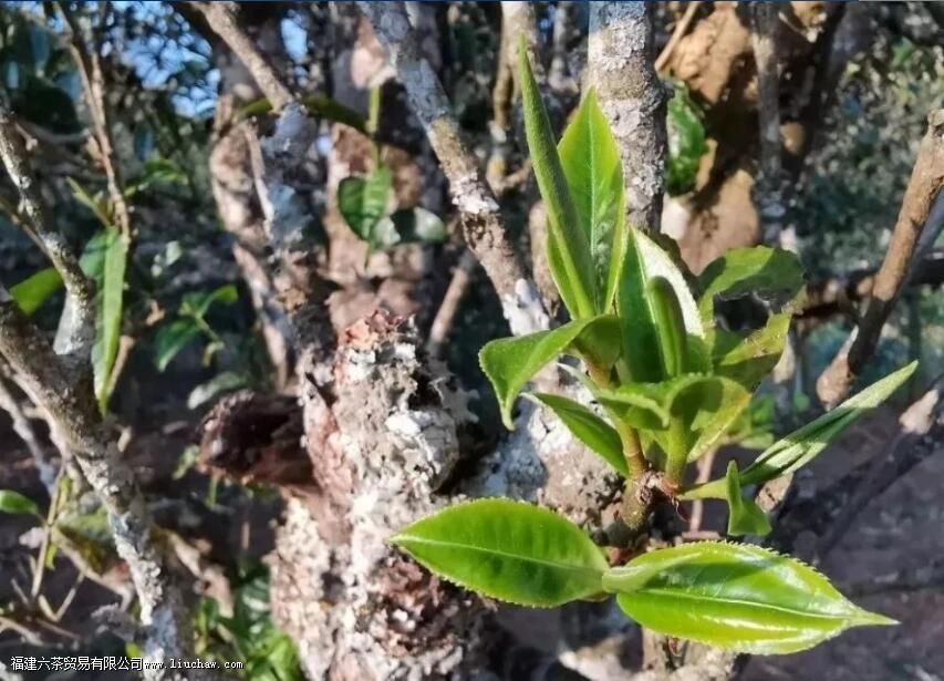 �Ʋ����ն�����ص�