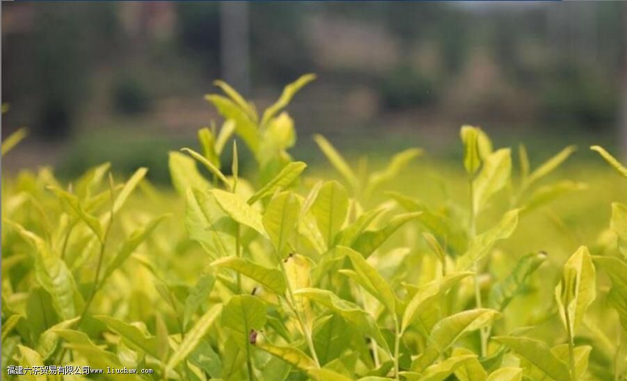 �ƽ�ѿ��Ĳ��������� �ƽ�ѿ���ص����