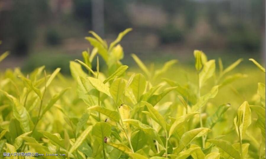 �ƽ�ѿ��Ҷ����