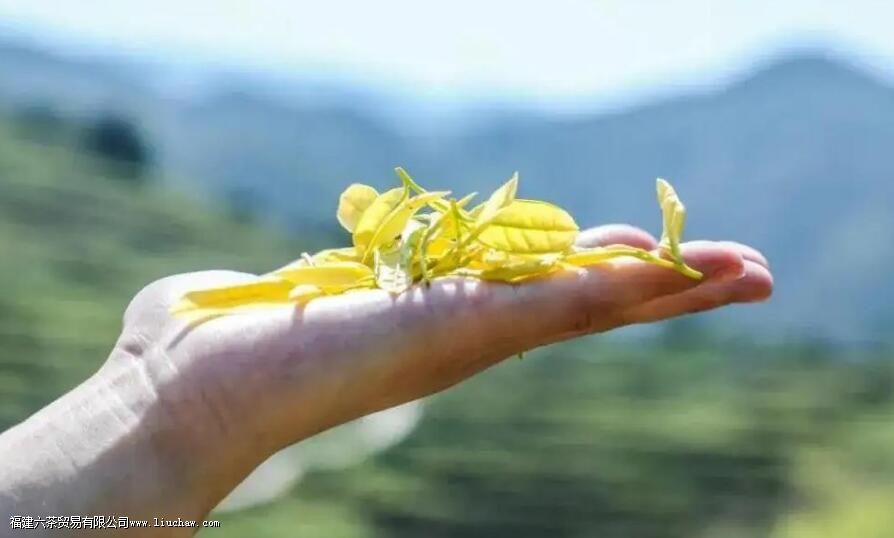 黄金芽的品质特征 黄金芽的品质特征
