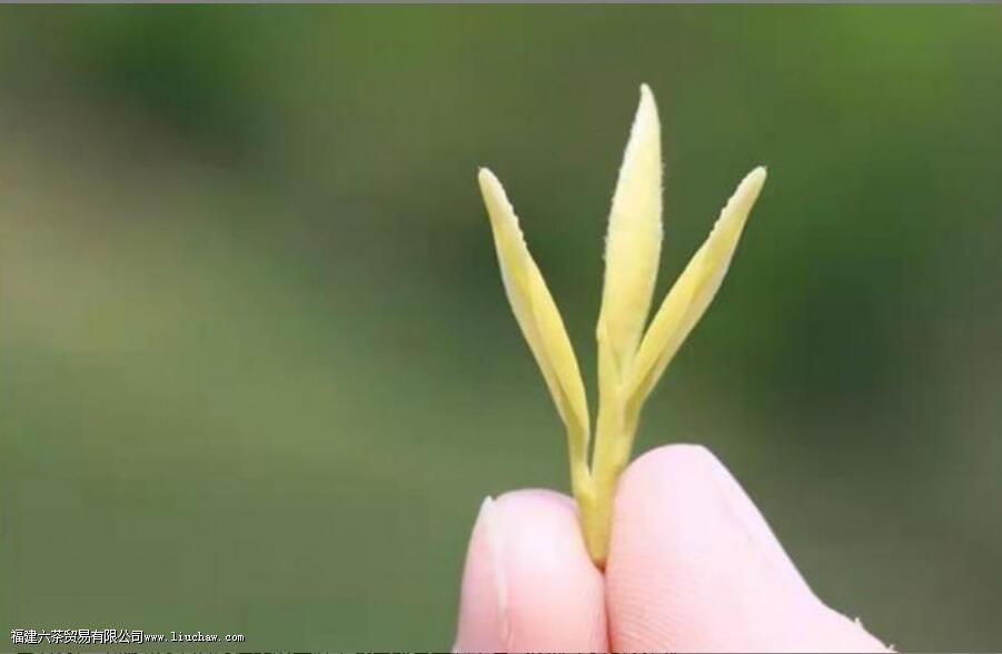 �ƽ�ѿ����������