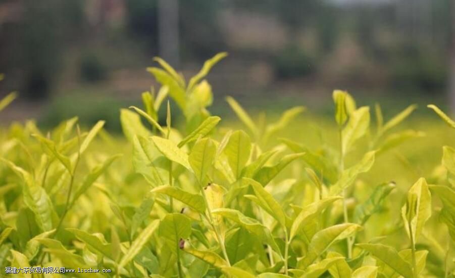 �ƽ�ѿ���̲���