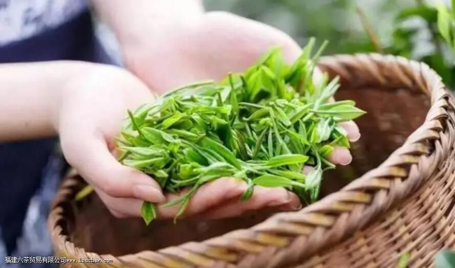 霍山黄芽黄茶的特征以及显著特点 霍山黄芽黄茶的特征以及显著特点