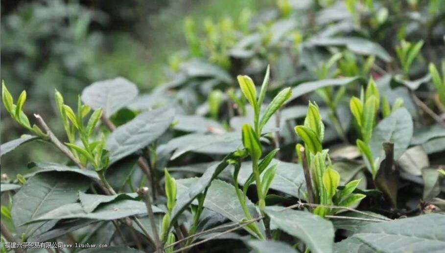 几斤茶叶做一斤干茶 几斤茶叶做一斤干茶