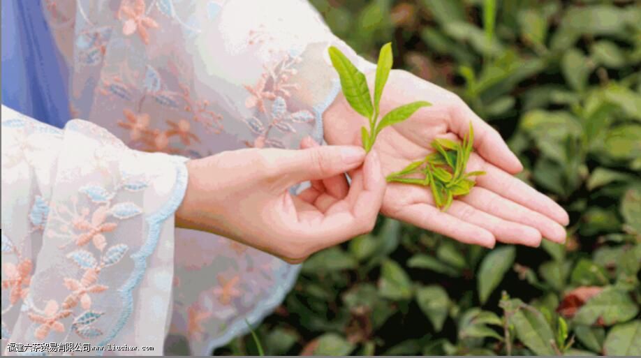 几斤茶叶做一斤干茶 几斤茶叶做一斤干茶
