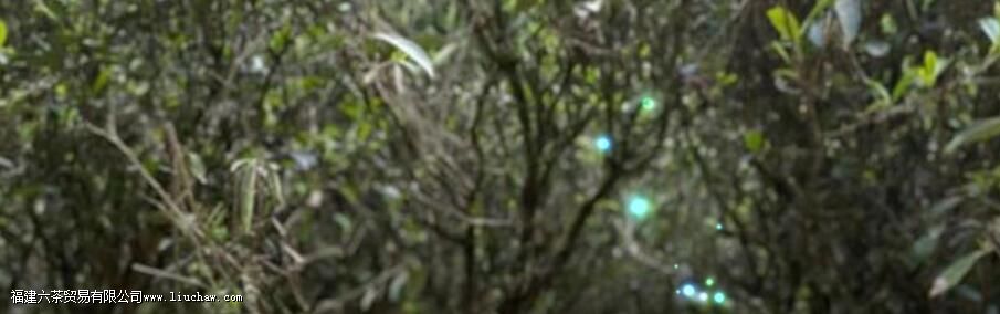 几斤茶叶做一斤干茶 几斤茶叶做一斤干茶