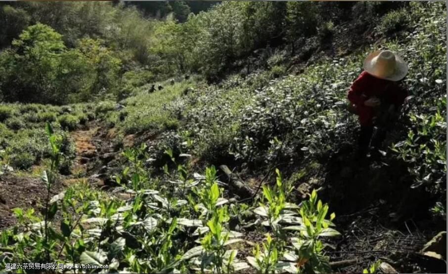 ����С����ʲô��