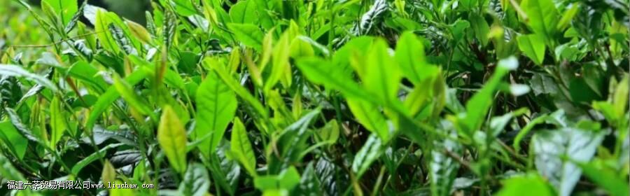 ���������̲�֮һ����Դë������Щ�ص�