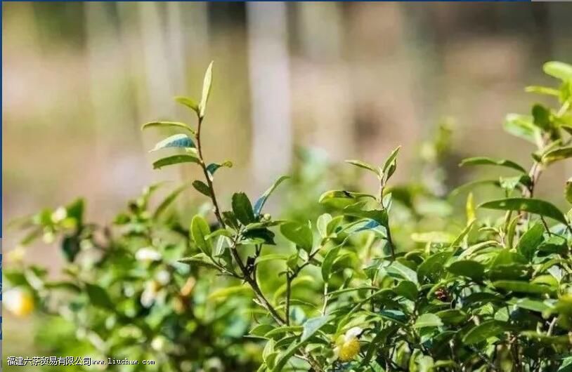 ��ü�˲�ָ����ʲô