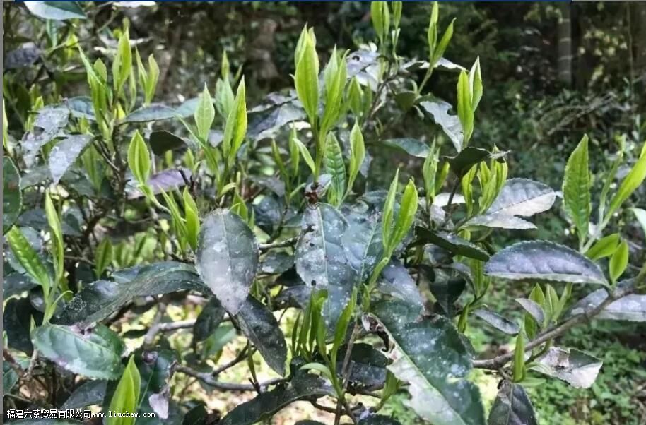 ��üΪʲô������