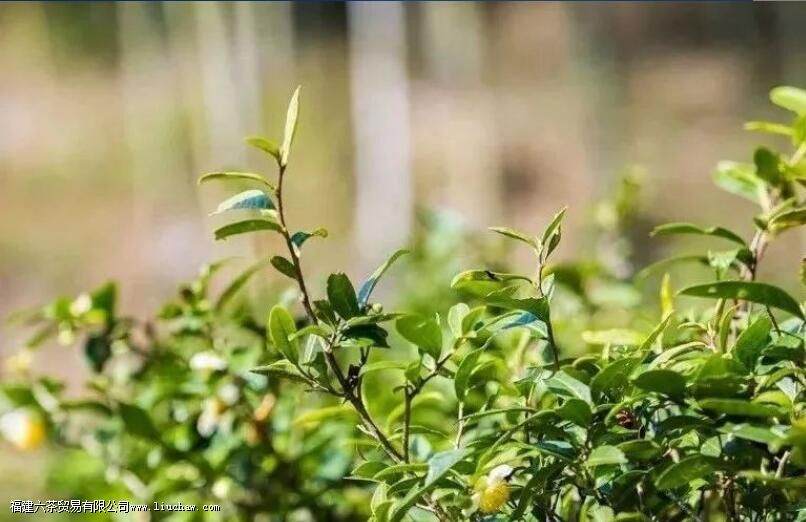 ��üΪʲô������