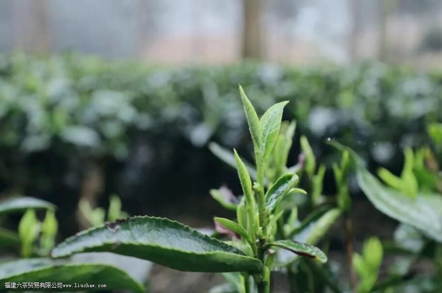 金香玉茶叶属于什么茶 金香玉茶叶属于什么茶