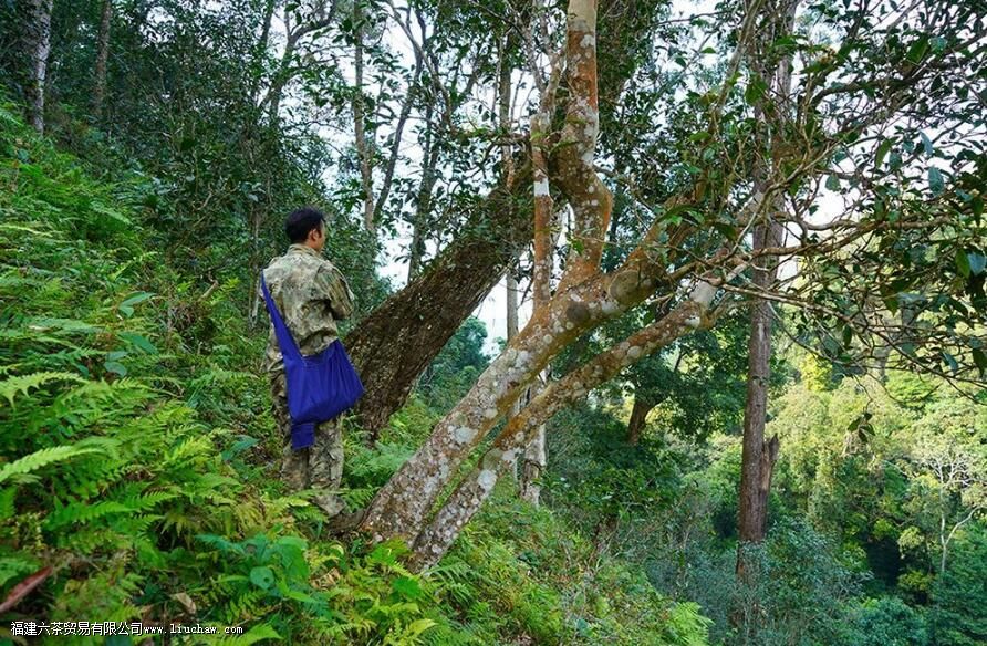 ��������ɽ���յĿڸ�