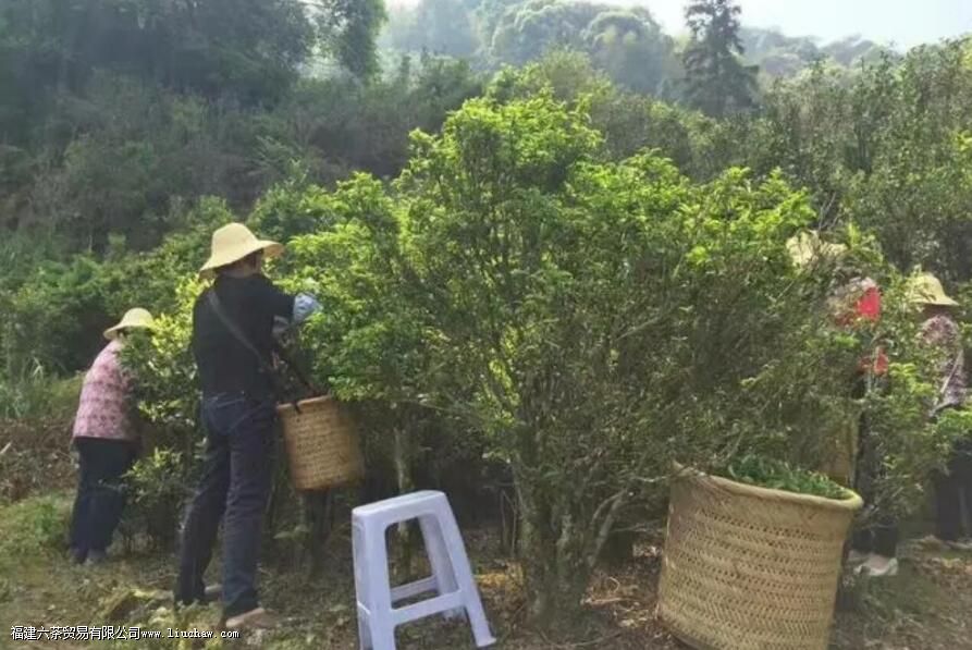 锯朵仔茶的特点 锯朵仔茶的特点