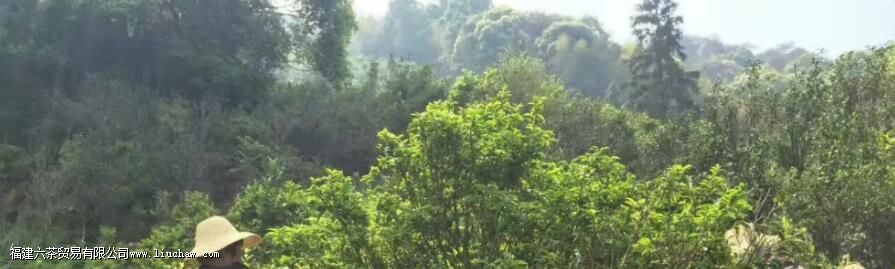 锯朵仔是什么茶有哪些特点 锯朵仔是什么茶有哪些特点