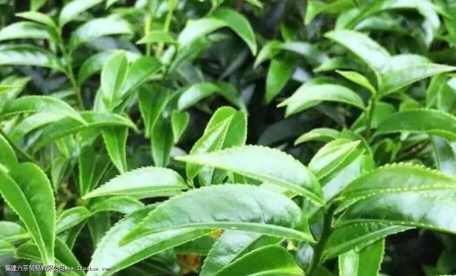 锯朵仔是什么茶有哪些特点 锯朵仔是什么茶有哪些特点