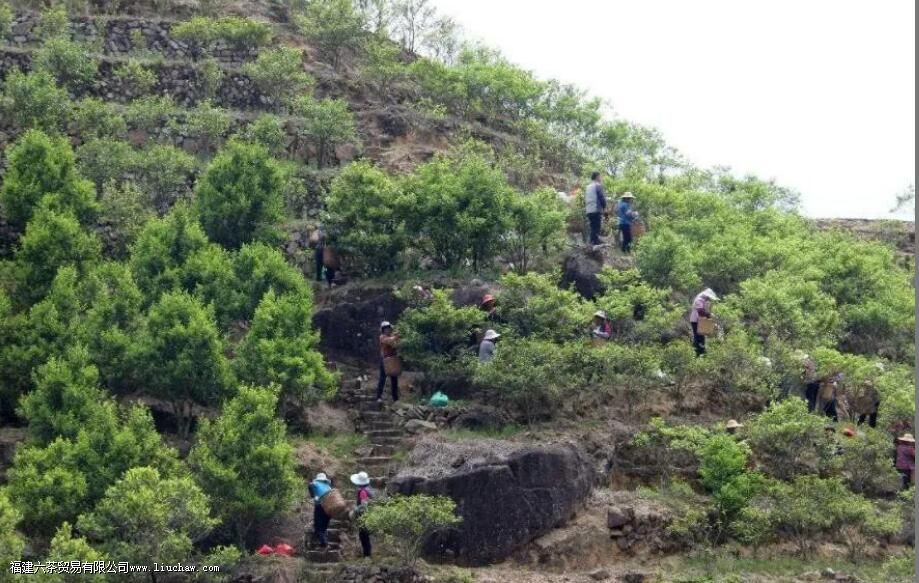 锯朵仔是什么茶有哪些特点 锯朵仔是什么茶有哪些特点