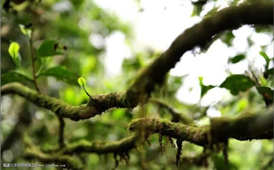 锯朵仔是什么茶有哪些特点 锯朵仔是什么茶有哪些特点