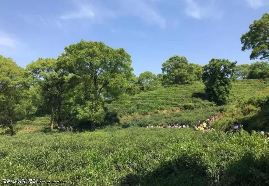 君山银针茶产于哪里 君山银针茶产于哪里