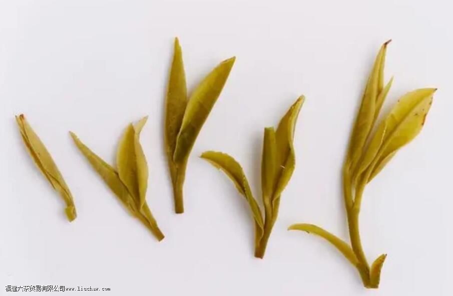 看、闻、摸、尝,实体店买茶这几个细节要注意 看、闻、摸、尝,实体店买茶这几个细节要注意