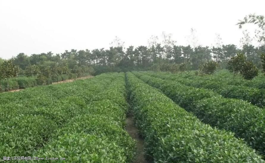 ��ɽ�̲���ص�