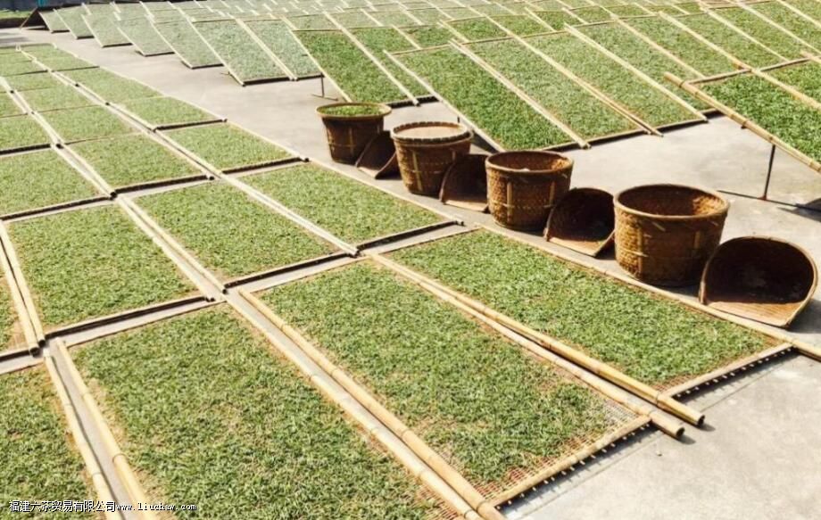 老白茶发酸是什么原因 老白茶发酸是什么原因