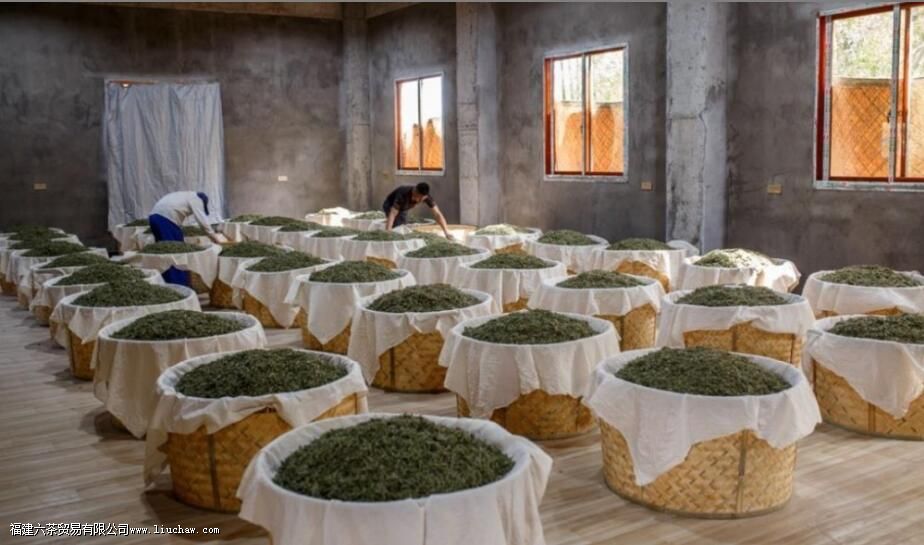 老白茶发酸是什么原因 老白茶发酸是什么原因