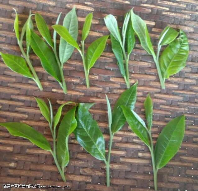 �ϰ��²�ͱ����������