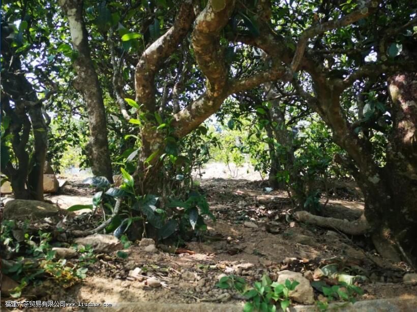 老班章普洱茶熟茶特点 老班章普洱茶熟茶特点