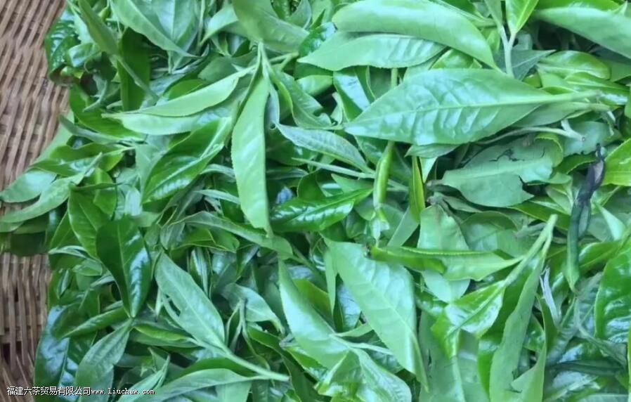 老班章普洱茶熟茶特点 老班章普洱茶熟茶特点