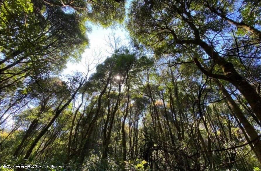 �״�ɽ�������ζ�ص�