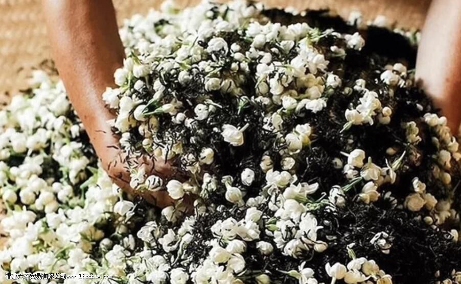 林湖飘雪是什么茶 林湖飘雪是什么茶